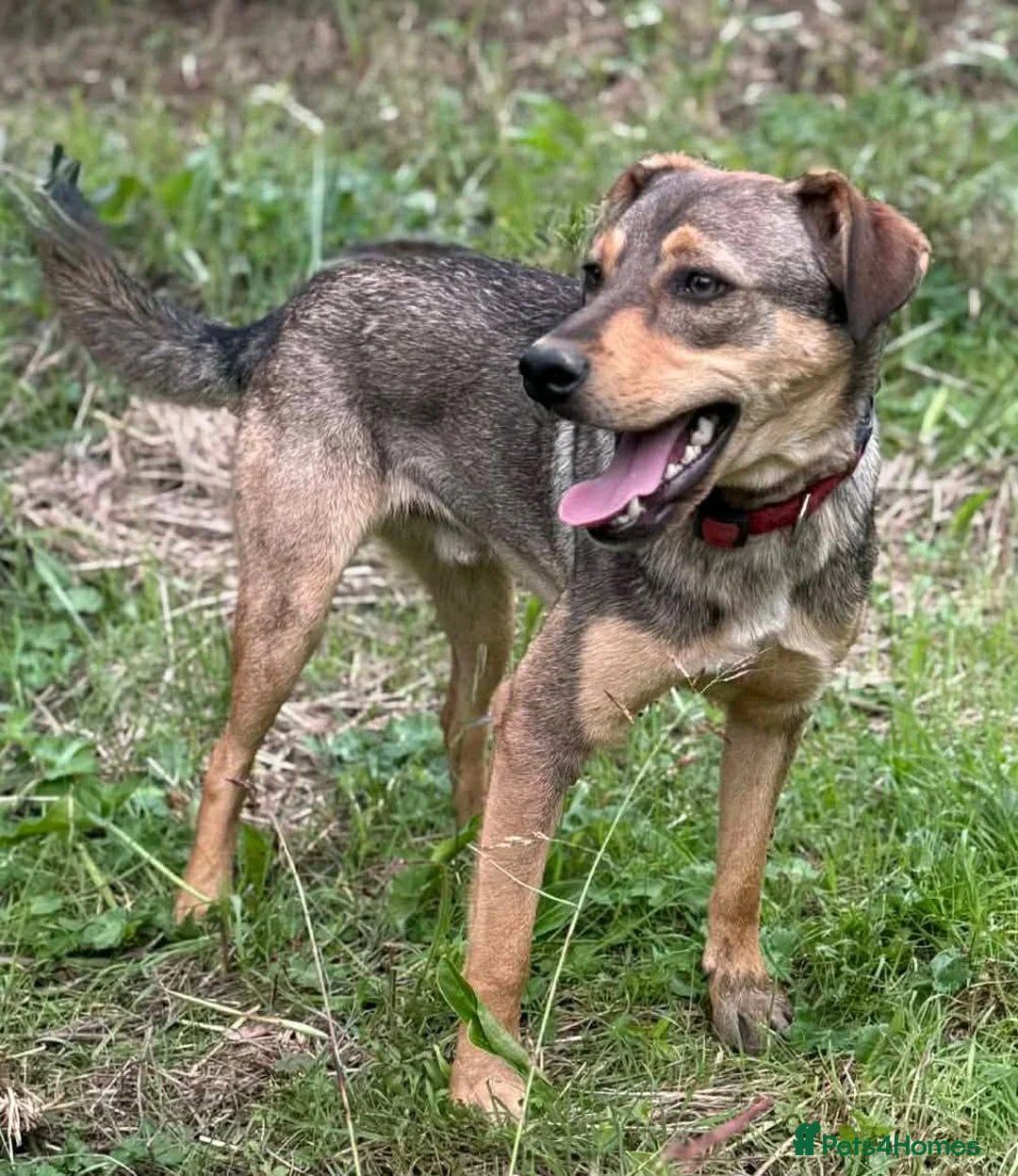 Mixed Breed dogs for adoption: Musu! - Advert 6