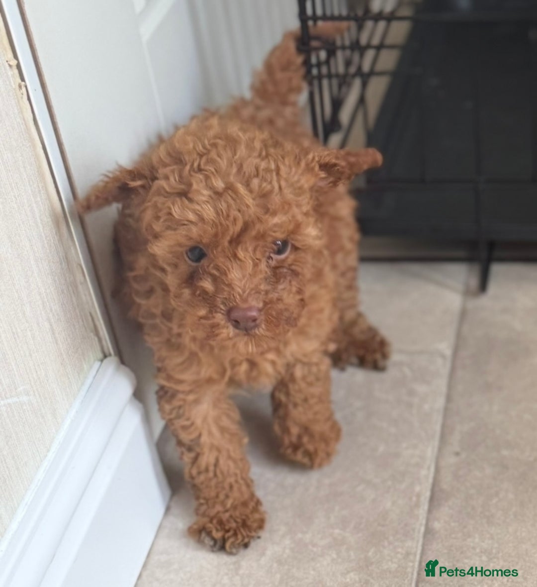 Maltipoo dogs for sale: Maitlpoo  - Advert 3