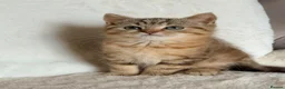 British Shorthair cats for sale: GCCF, BSH kittens from health tested parents  - Advert 37