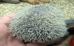 Pygmy Hedgehog rodents for sale: Baby Lesser Tenrecs available  - Image 6