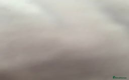 Belgian Shepherd Dog dogs for sale: 12 week old male mali for sale  - Image 2