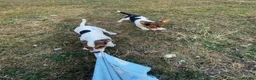 Jack Russell dogs for sale: Jack Russell - Advert 5