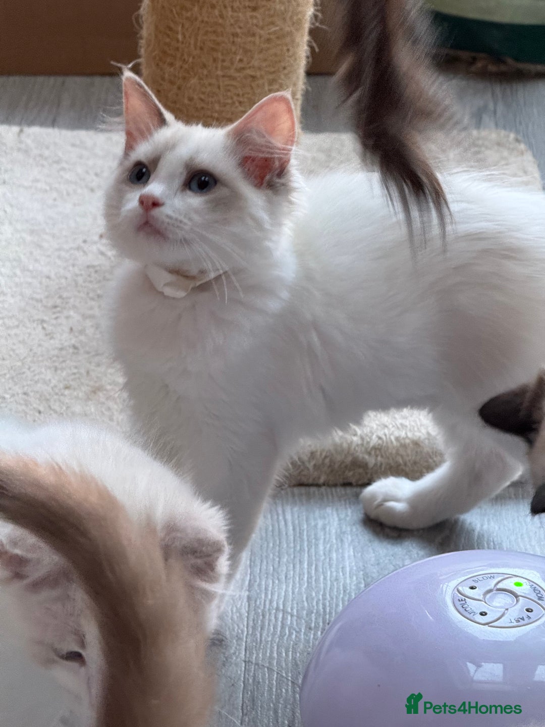 Ragdoll cats for sale: 💙🩷GCCF RAGDOLL KITTENS M&F 14WKS AWARD WINS 🥇 - Image 32