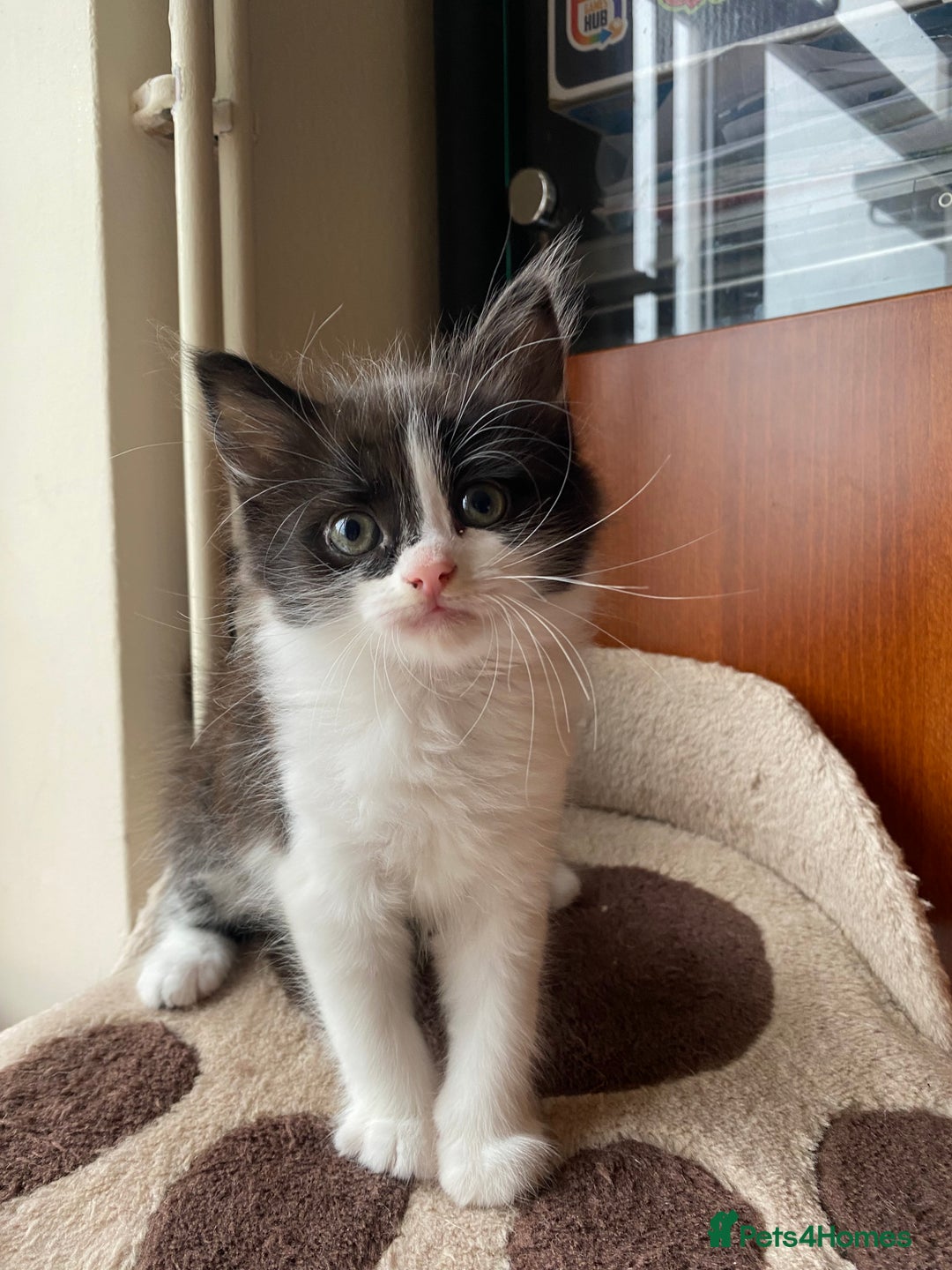 Mixed Breed cats for sale: 3 KITTENS FOR SALE - Image 7