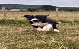 Border Collie dogs for sale: Border collies for sale - Image 3