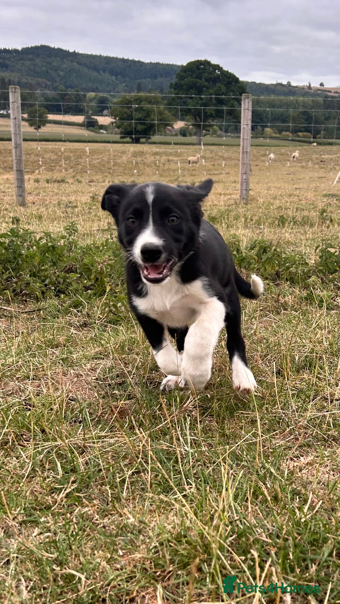 Border Collie dogs for sale: Border collies for sale - Image 3