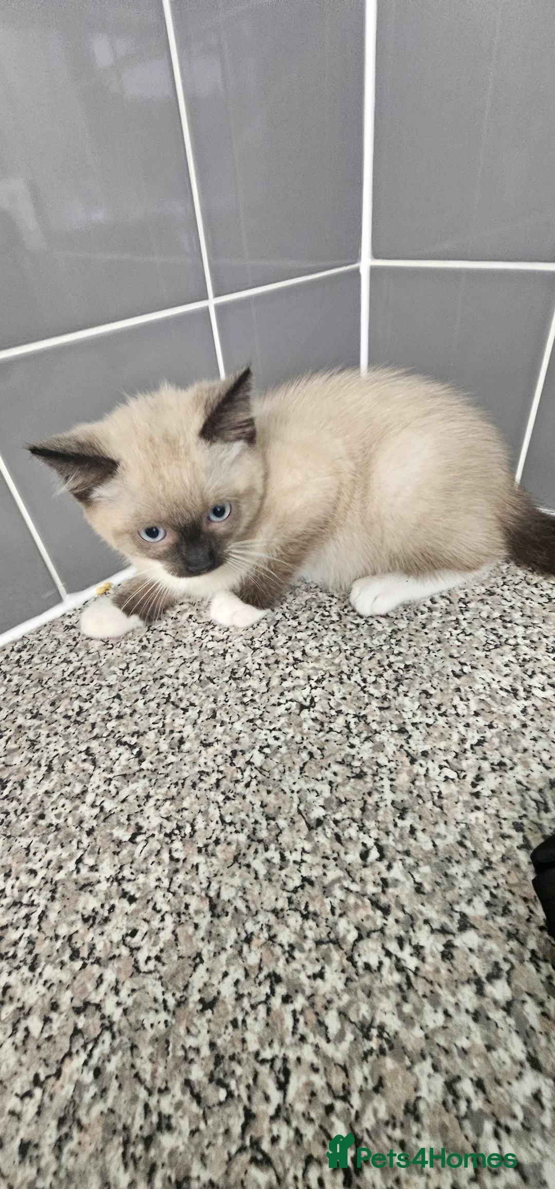 Ragdoll cats for sale: Ragdoll kittens - Advert 2