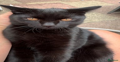 Scottish Fold cats in Chatham - Advert 16