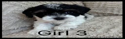 Maltipoo dogs for sale: Beautiful Maltipoo Puppies  - Advert 14