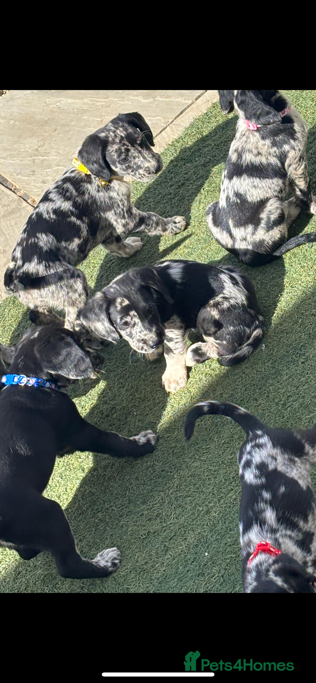Cockerdor dogs for sale: Beautiful cockador puppys for sale  - Image 6