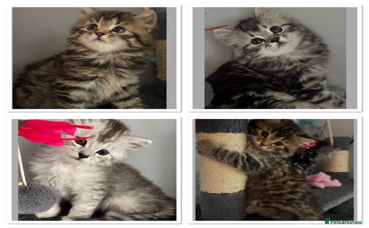 Mixed Breed cats - Advert 3