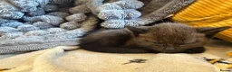 British Shorthair cats for sale: Beautiful British shorthair kittens  - Advert 10