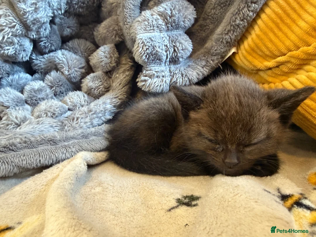 British Shorthair cats for sale: Beautiful British shorthair kittens  - Advert 10