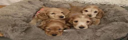 Cocker Spaniel dogs for sale: Show Cocker Spaniel  - Advert 7