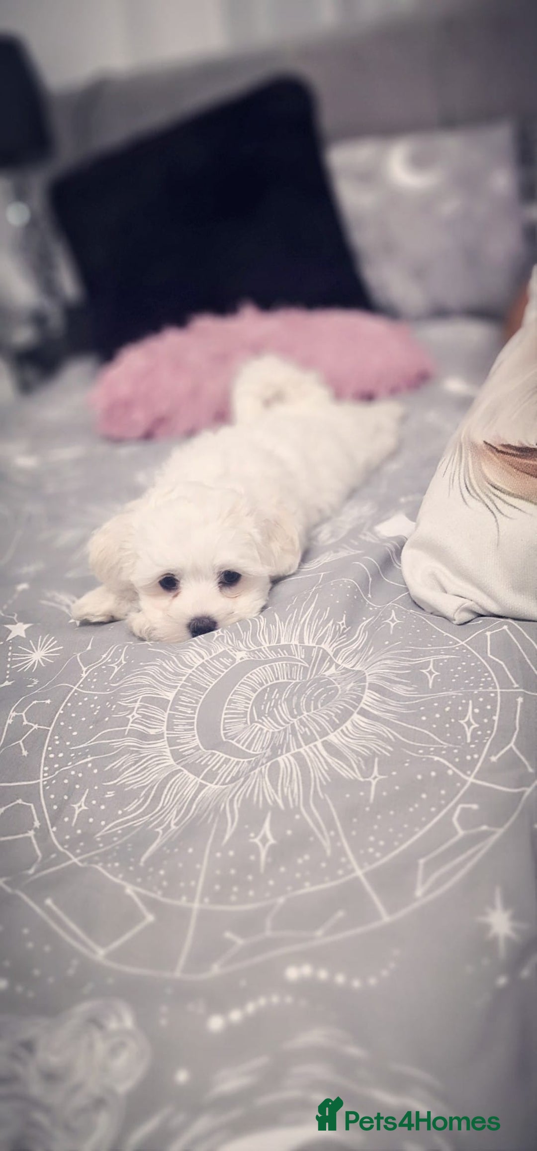Mixed Breed dogs for sale: Adorable Female Puppy Looking for a Loving Home - Image 3