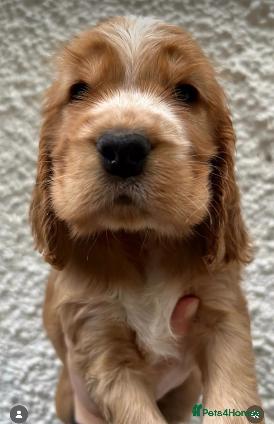 Cocker Spaniel dogs for stud: Gorgeous Orange Roan Show Cocker Spaniel for stud in Cardiff - Advert 7