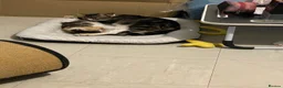 Mixed Breed cats for sale: Miss and her beautiful babies   - Advert 8