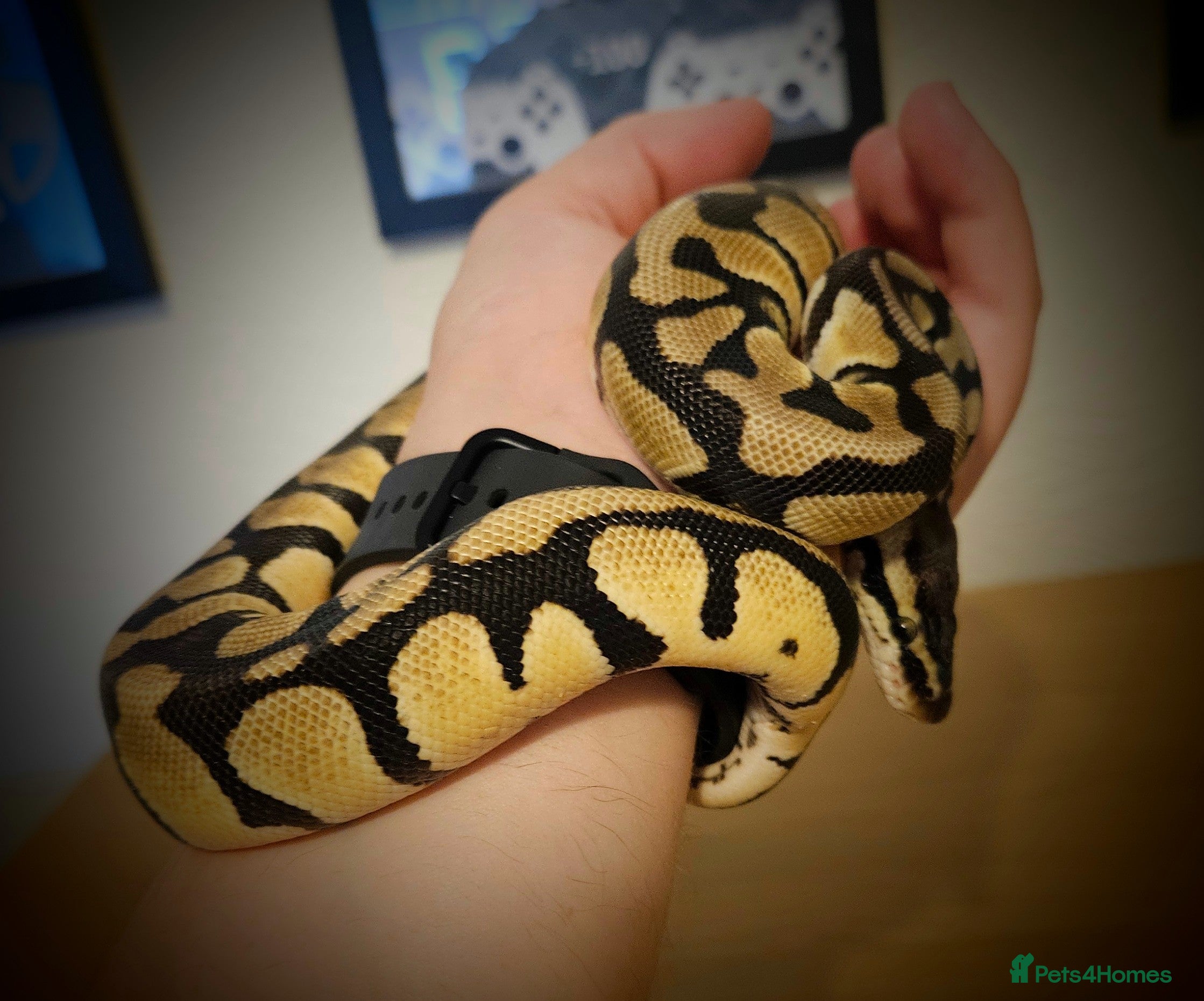 Python Snake reptiles Ball Python and set up - Advert 3