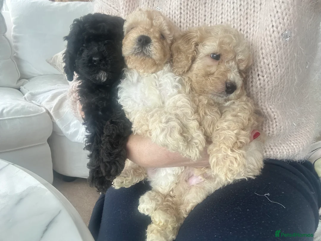 Miniature Poodle dogs for sale: Pedigree club registered 3 Miniature poodles!  - Advert 2