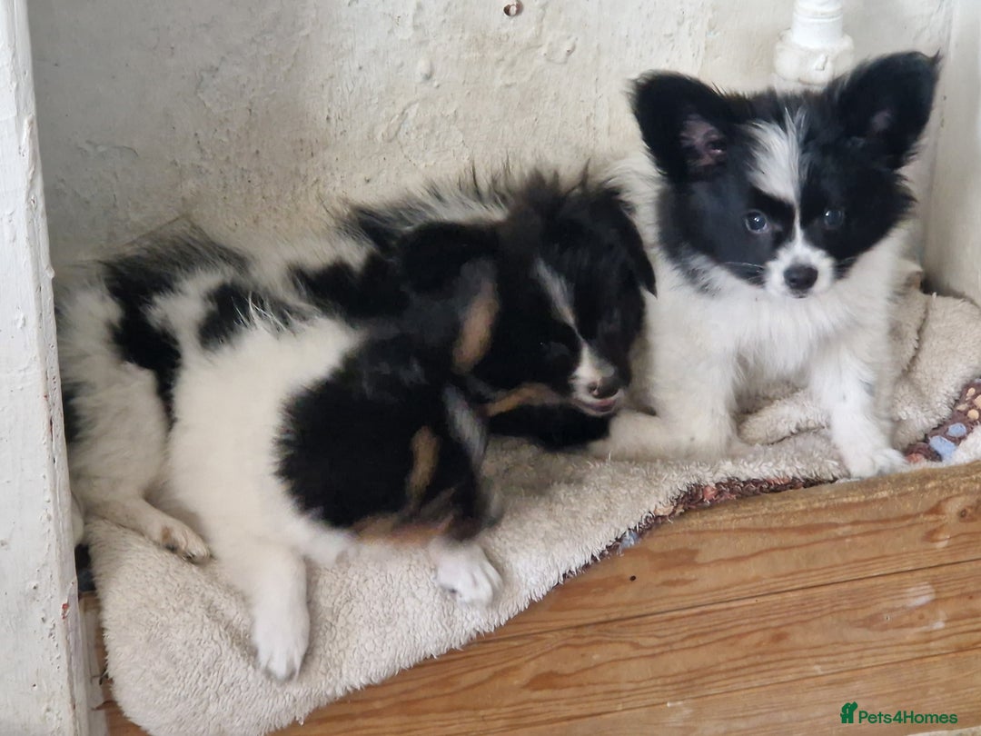 Papillon dogs for sale: Beautiful, Papillon boys in Cambridge - Image 23