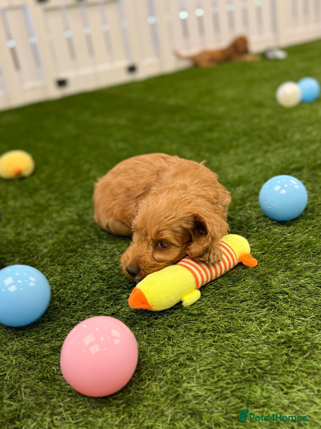 Cockapoo dogs for sale: Beautiful cockapoo puppies  - Image 5