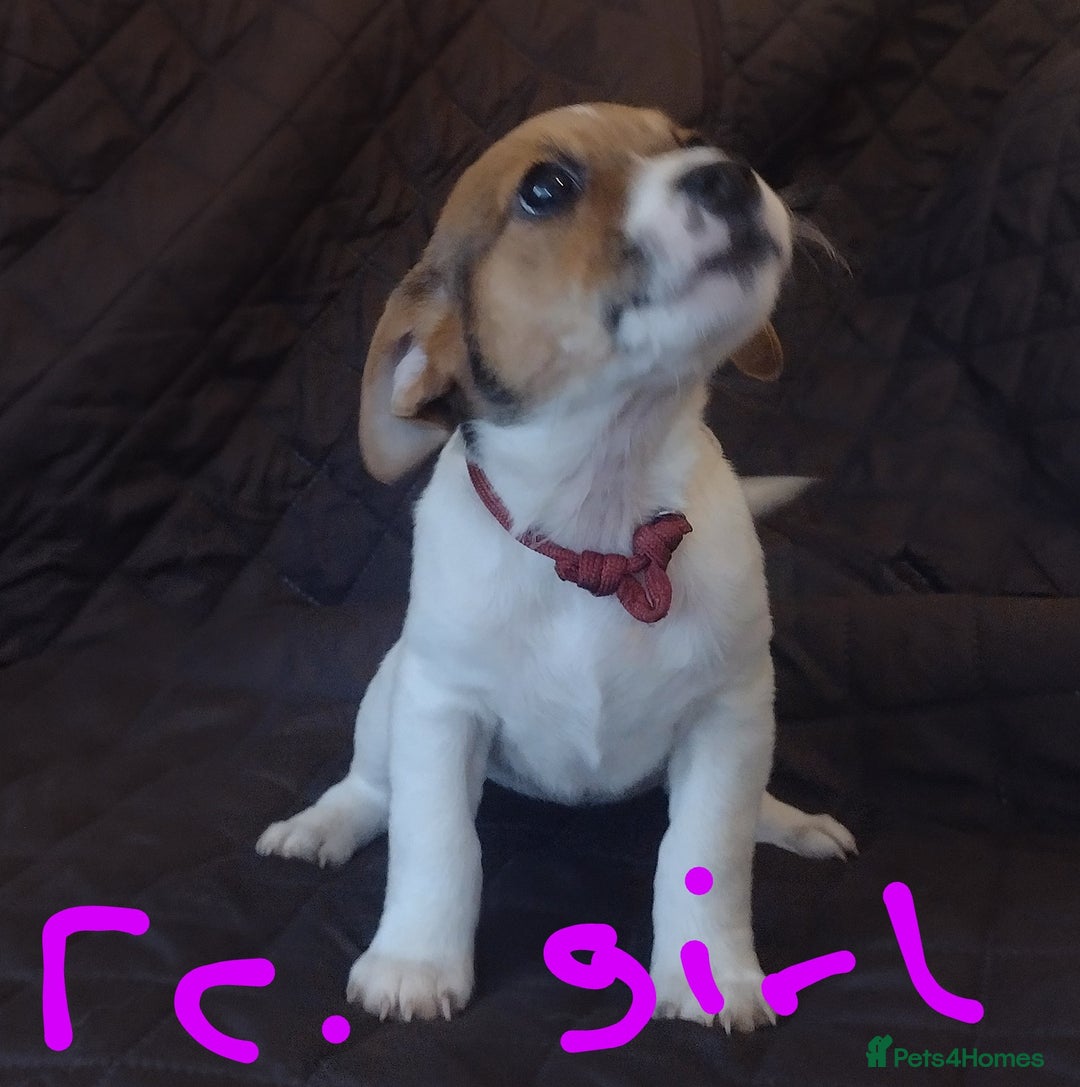 Jack Russell dogs for sale: Beautiful jack Russell puppies  - Image 16