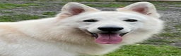 White Swiss Shepherd dogs for stud: Benny fully Health Tested White Swiss Shepherd in Wisbech - Advert 3