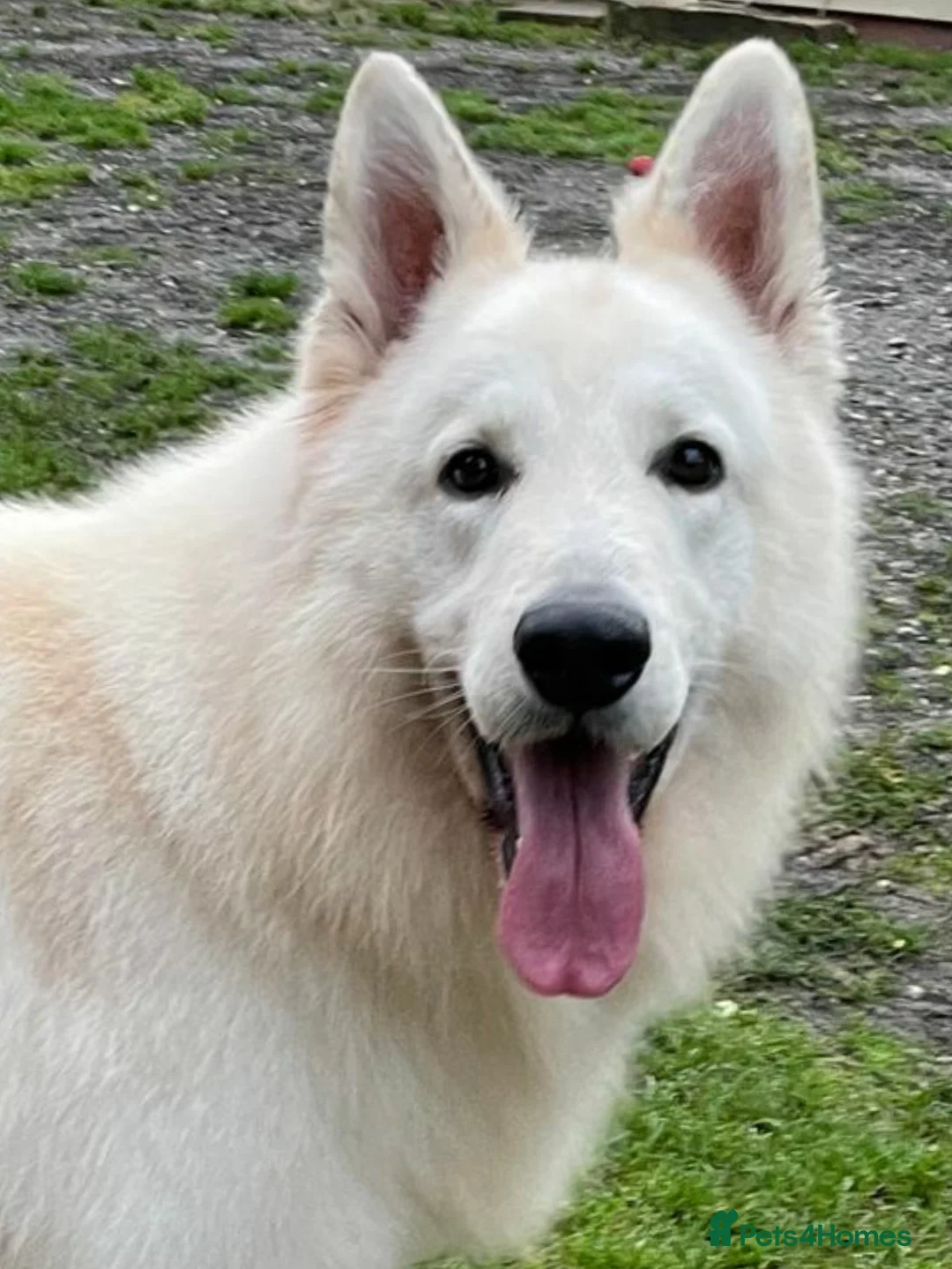 White Swiss Shepherd dogs for stud: Benny fully Health Tested White Swiss Shepherd in Wisbech - Advert 3