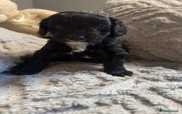Cockapoo dogs for sale: Gorgeous f2 cockapoo pups  - Image 7