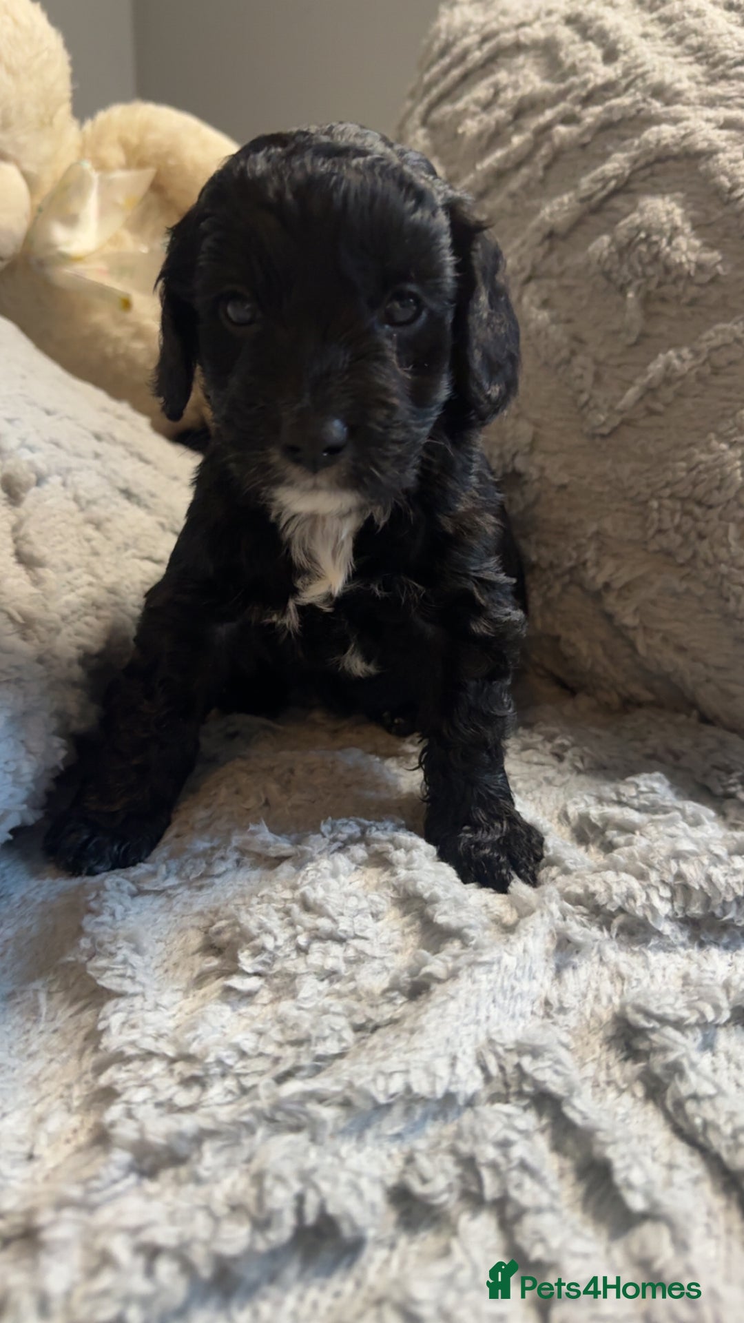 Cockapoo dogs for sale: Gorgeous f2 cockapoo pups  - Image 7