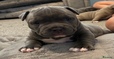 American Bully dogs - Advert 2