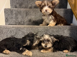 Biewer Terrier dogs Last 3 Stunning Biewer Terrier puppies - Advert 2