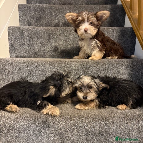 Biewer Terrier dogs - Advert 13