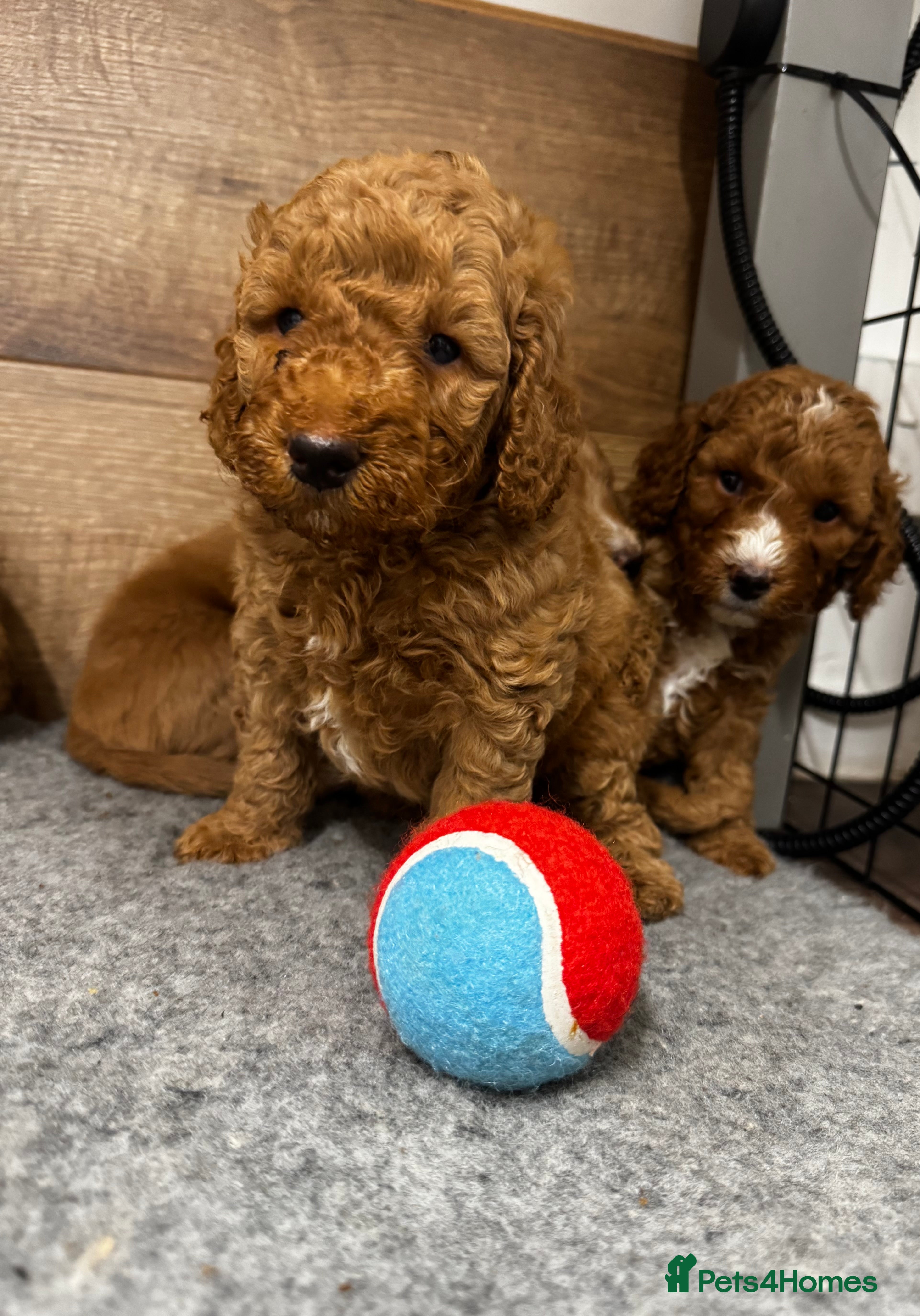 Cockapoo dogs Gorgeous F1B Cockapoo boy still available   - Advert 17