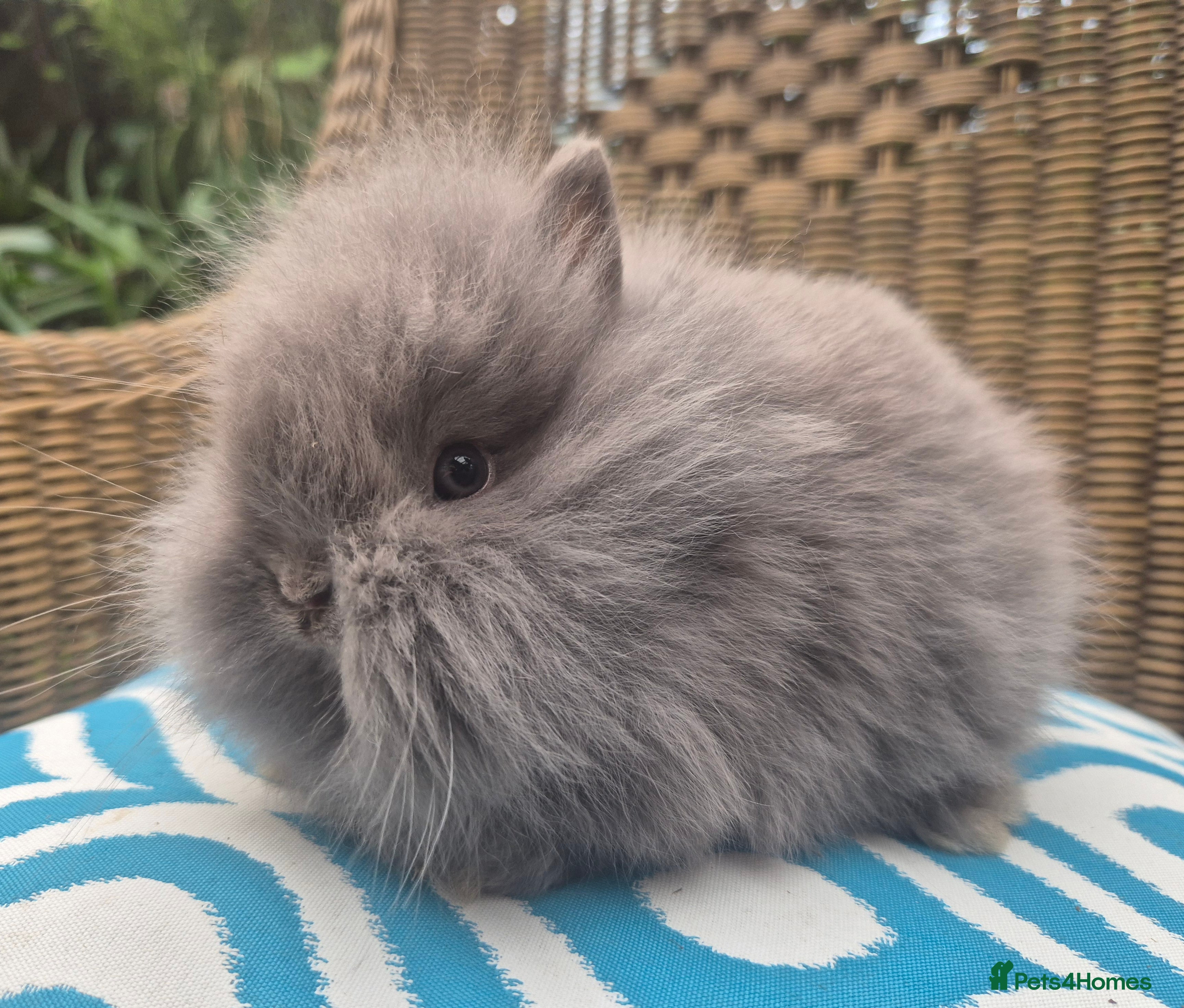 Angora rabbits 💙💗 Teddydwerg blue girl available 💙 - Advert 1