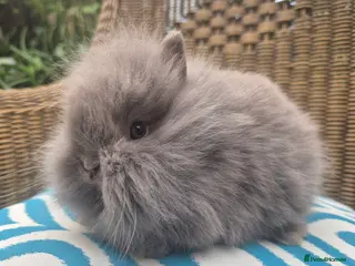 Angora rabbits 💙💗 Teddydwerg blue girl available 💙 - Advert 2