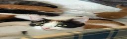 Mixed Breed cats for sale: Gorgeous kittens for perfect home  - Advert 1