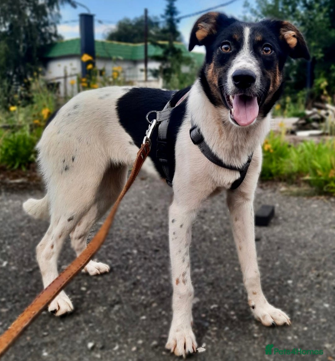 Foxhound dogs for adoption: Josie – Saved in the Final Hour - Image 2