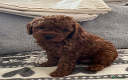 Cavapoo dogs for sale: Cavapoo puppy’s  - Image 5