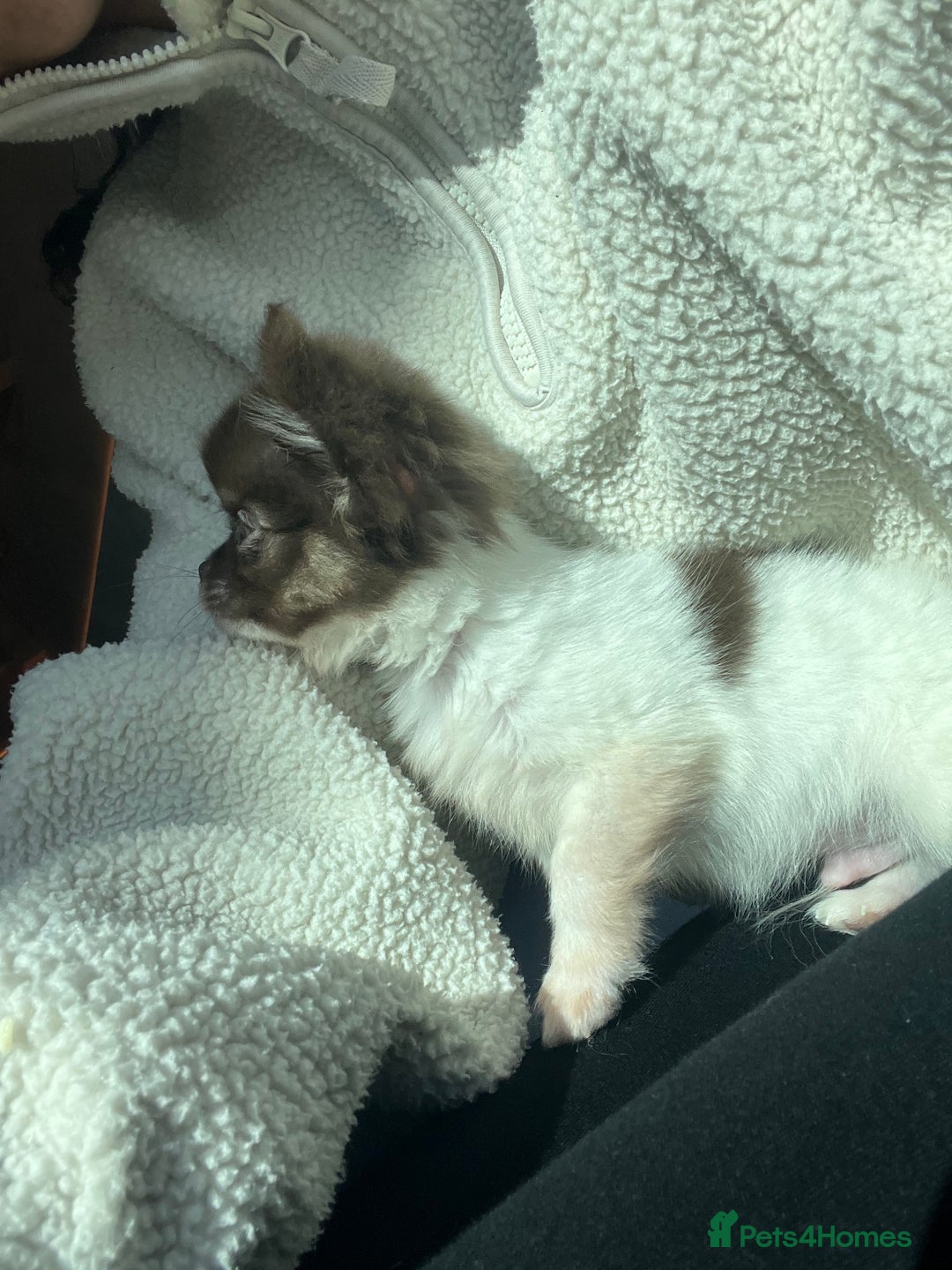 Chihuahua dogs for sale: 💥 REDUCED 💥 ** Choc parti chihuahua ONE BOY LEFT - Image 6