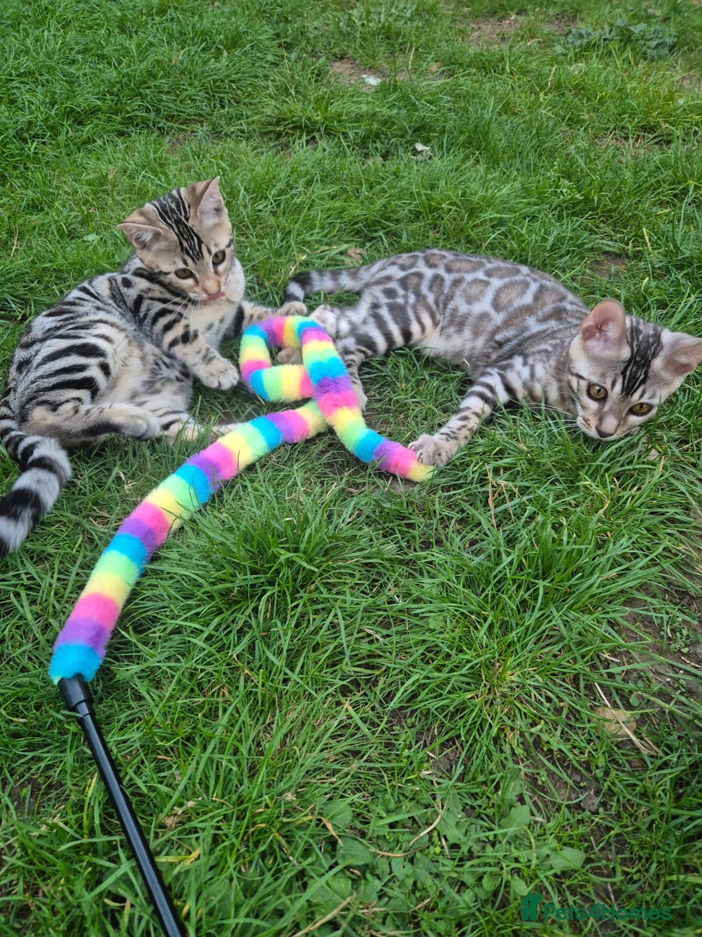 Bengal cats 🥰  Gorgeous Bengal Girl   TICA registered 🥰🫶 - Advert 2
