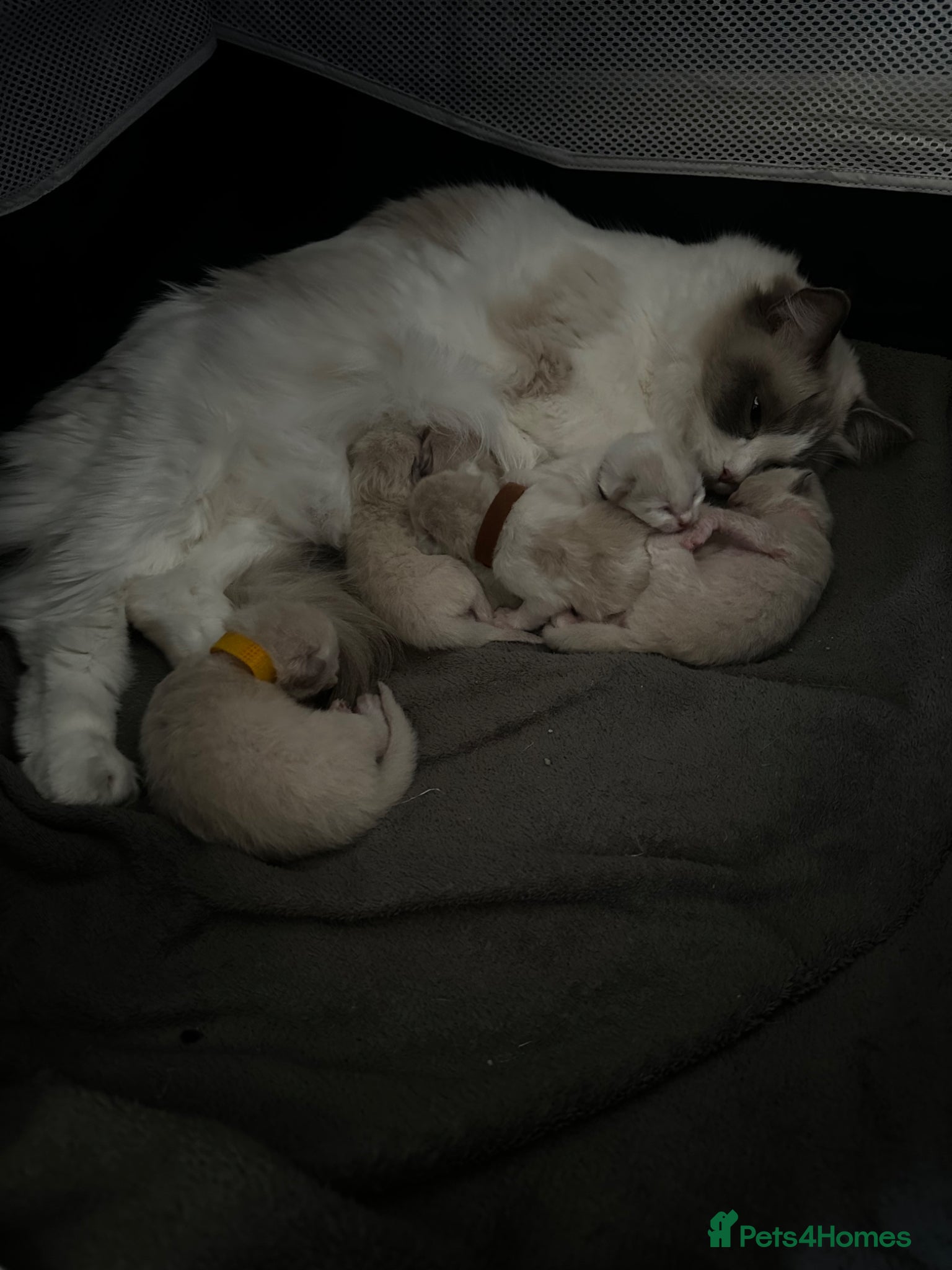 Ragdoll cats for sale: Beautiful Purebred Ragdoll Kittens - Advert 19