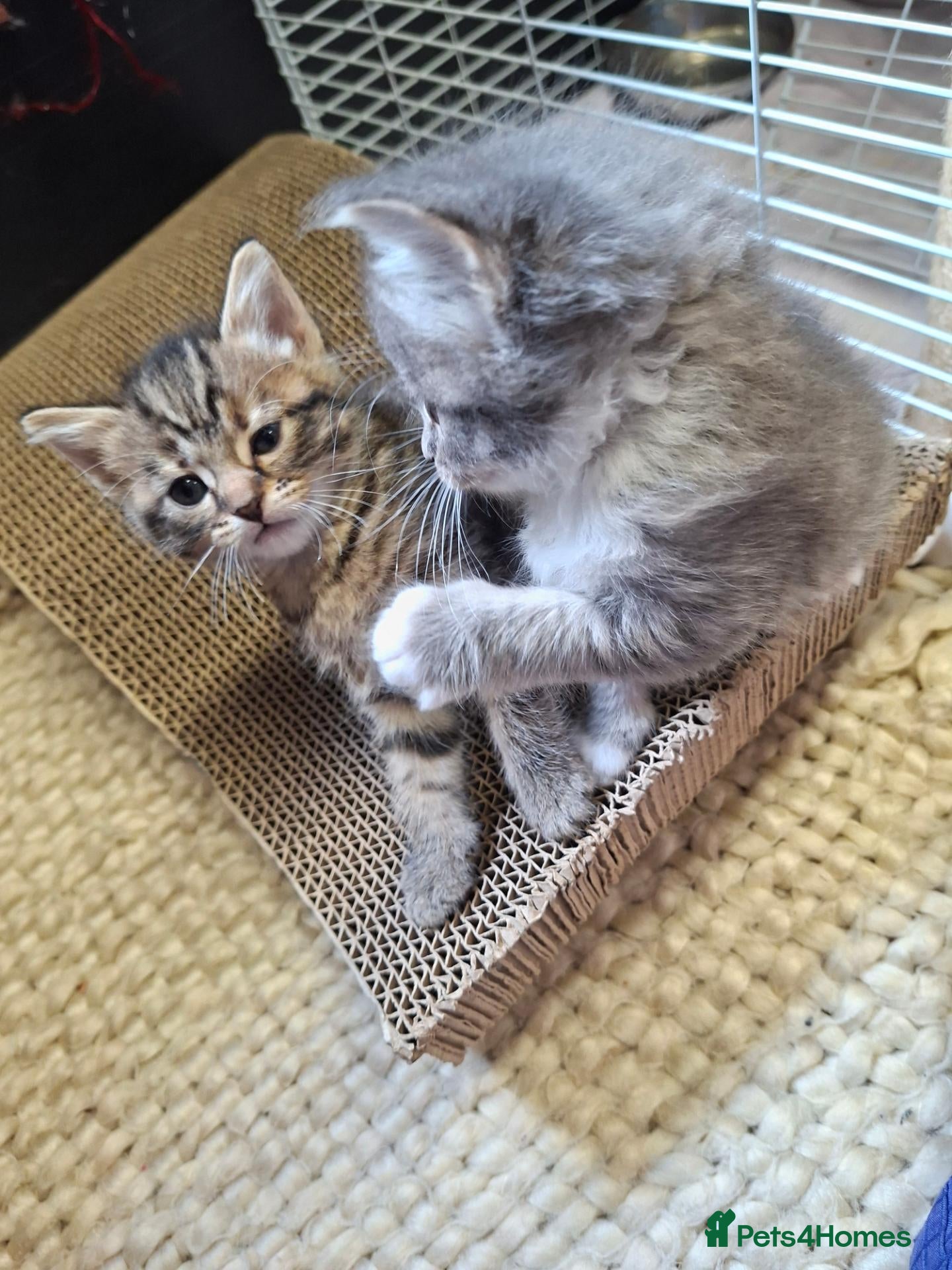 Mixed Breed cats 5 beautiful kittens for sale - Advert 2