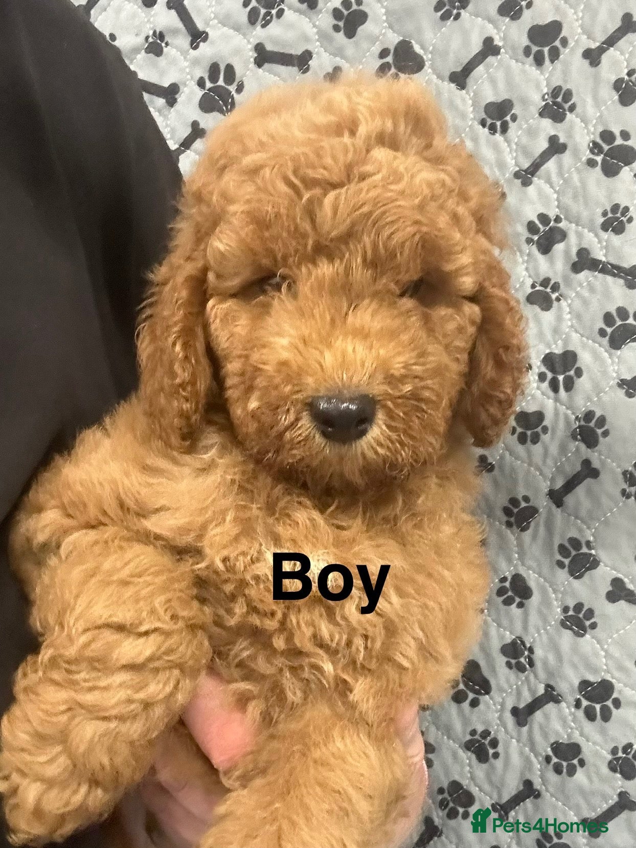 Cockapoo dogs Fully Health Tested, Show-Type Cockapoo Puppies - Advert 2