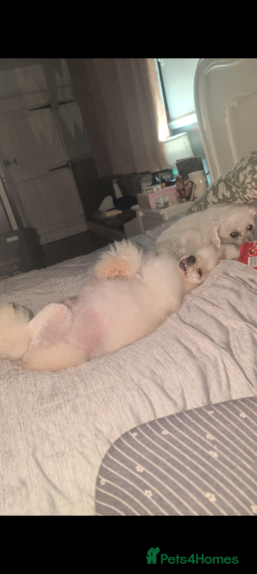 Cavapoo dogs for sale: Cavapoo F1  - Advert 5