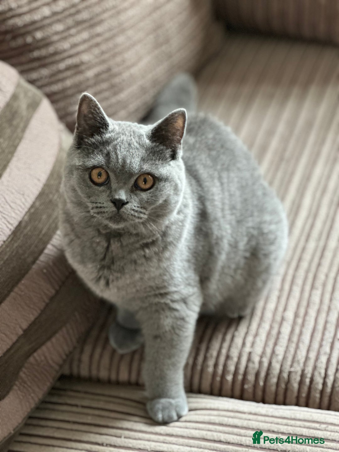 British Shorthair cats for sale: Excellent Champion line  - Image 20