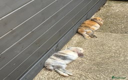 Mini Lop rabbits for sale: 2x male mini lop bonded Brothers for sale  - Image 3