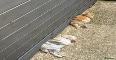 Mini Lop rabbits - Advert 4