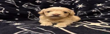 Maltipoo Puppy 1