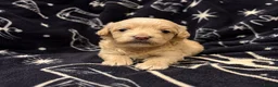 Maltipoo dogs for sale: Maltipoo puppies for sale  - Advert 8